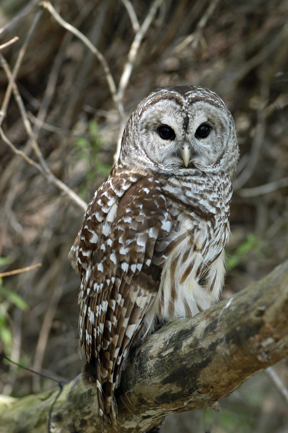 barred-owl-the-raptor-center